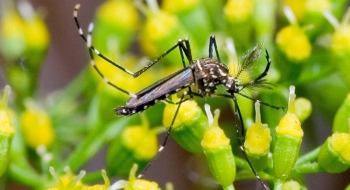 Distrito Federal pedirá apoio do Exército para combater a dengue